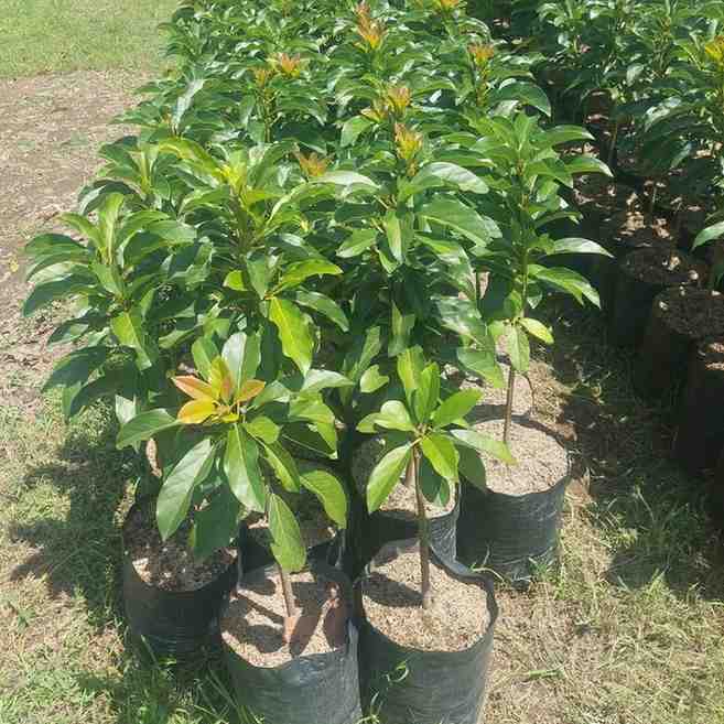Jual Bibit Tanaman Amanah