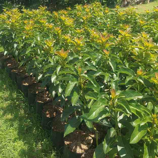 Jual Bibit Tanaman Nganjuk