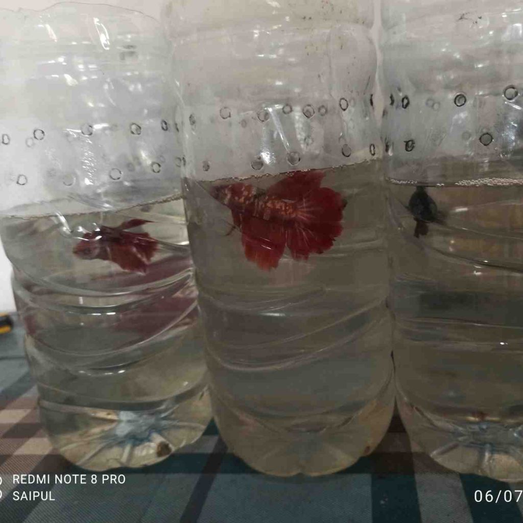 Jual Ikan Cupang Nganjuk