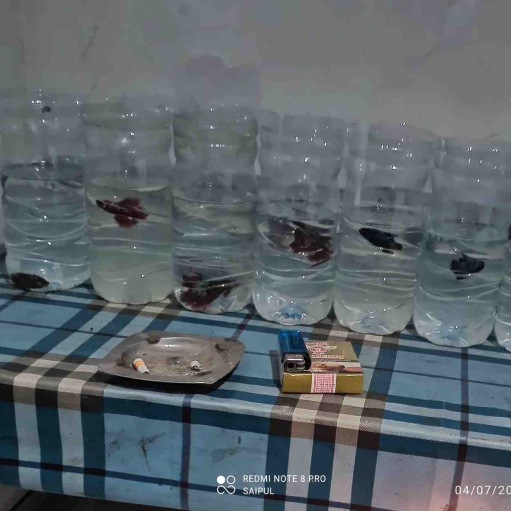 Penjual Ikan Cupang