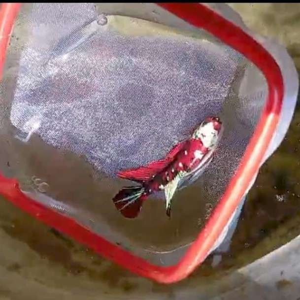 Penjual Ikan Cupang Prambon