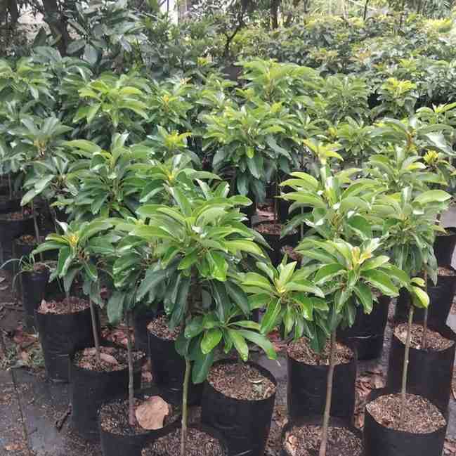 penjual Bibit tanaman buah